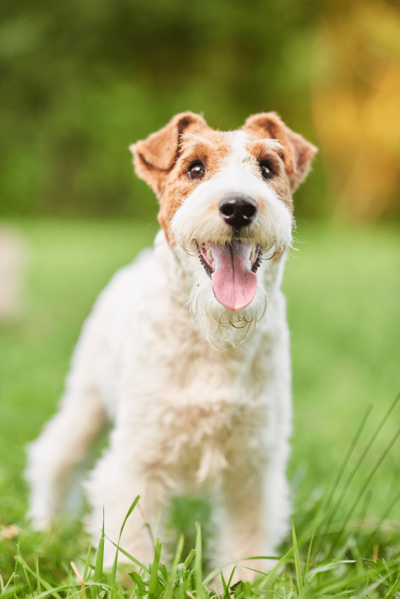 adorable fox terrier dog at the park